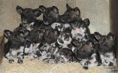 Puppies 10 African Wild Dog Puppies Born Live Science