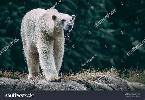 Polar Bear Angry