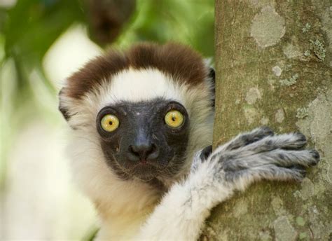 A Sifaka Lemur In The Spiny Forest Smithsonian Photo Contest