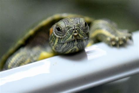 Pet service in akron, ohio. Pet Turtle Warning From CDC, Here Is The Latest Salmonella ...
