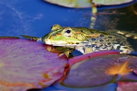 Hampton, va december 21, 2011 11:29 am hey wtb! Are toads poisonous to cats? - Reptiles & Amphibians