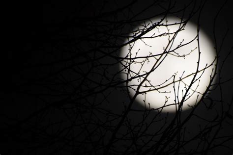 무료 이미지 나무 분기 검정색과 흰색 하늘 밤 햇빛 잎 분위기 어두운 선 반사 어둠 검은 단색화