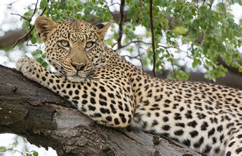 Leopard In A Tree
