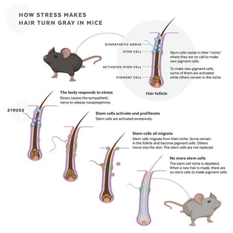How Stress Causes Gray Hair Harvard Scientists Solve A Biological Puzzle