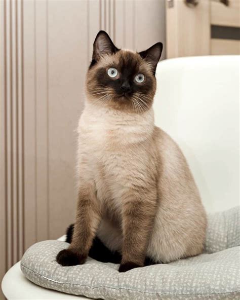Seal Point Siamese Cat Info Facts Traits Pictures And Faqs