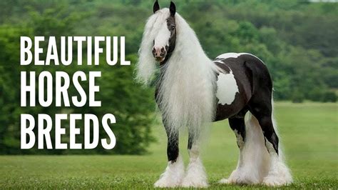 10 Most Beautiful Horse Breeds In The World Youtube