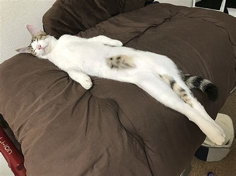 Cats Are Captured Stretching Out At Home Daily Mail Online
