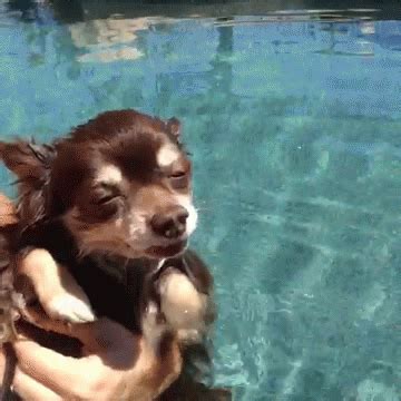 A Dozen Cute and Funny Animated Dog Gifs | Cuteness Overflow