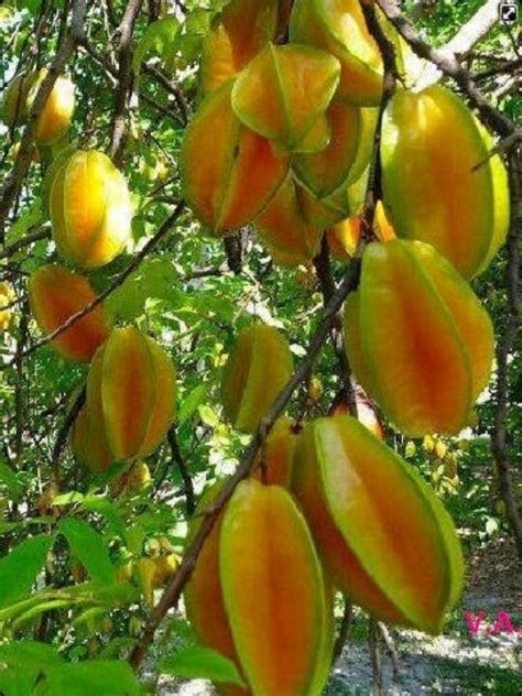 Type Of Tree With Edible Fruits Fruit Trees Fruit Horticulture Therapy