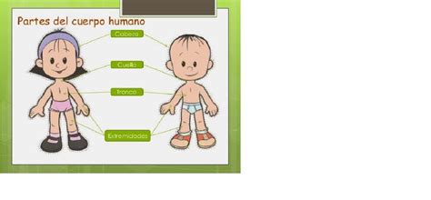 El Cuerpo Humano Rompecabezas En Línea