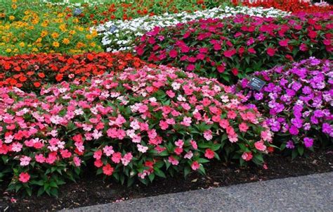 Apr 18, 2020 · cosmos make good cut flowers for bouquets, and they bloom all summer long. Easy Annual Plants That Bloom All Summer Long | Annual ...