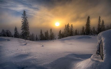 Landscape Nature Winter Snow Forest Frost Sun Mist