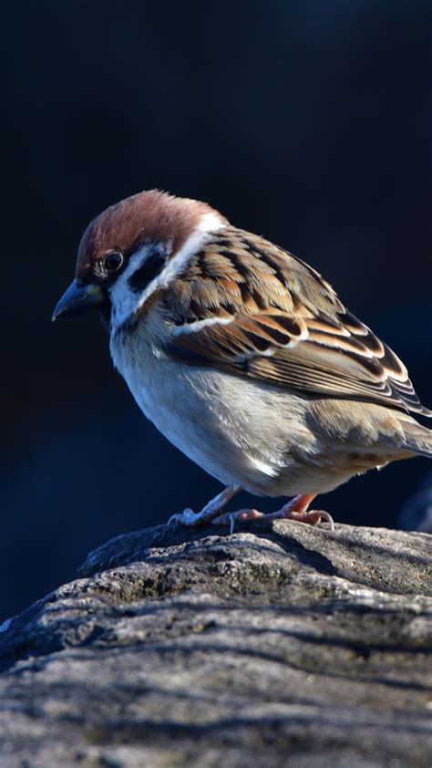 Download Wallpaper 720x1280 Close Up Small Bird Sparrow Samsung
