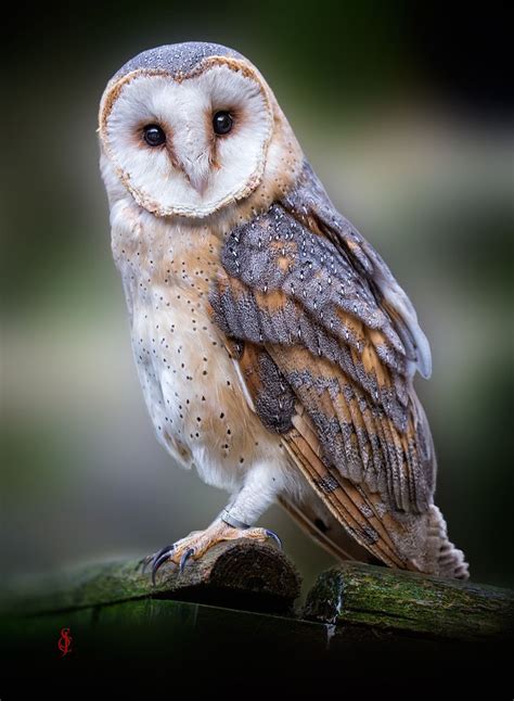 Barn Owl Tyto Alba Barn Owl Owl Owl Photography