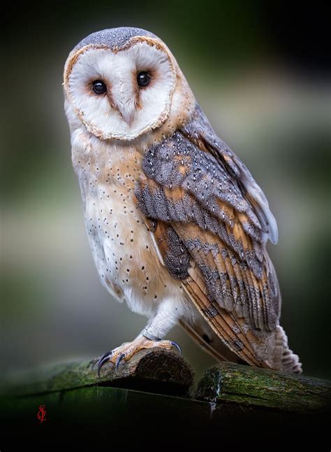 Sounds, calls, screeches and other noises of the barn owl. The Most Beautiful and Odd Owl Breeds