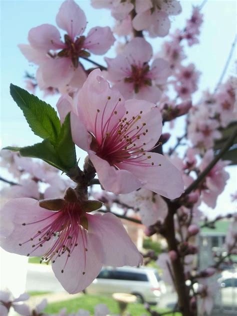 Peach tree, sweet n up. Blossoms on a peach tree | Peach blossom tree, Peach ...