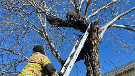 Annaville Fire Department Rescues Cat Stuck In Tree