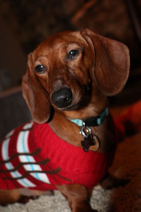 Our Loving Chase Sporting His Red Christmas Sweater For Dogs Red Short
