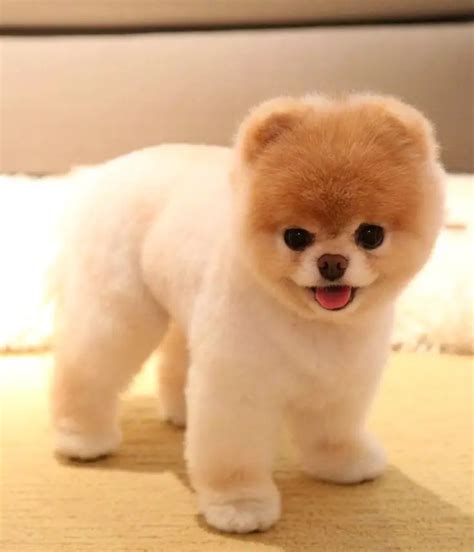 Top 6 Best Pomeranian Haircut Styles The Paws In 2023 Pomeranian