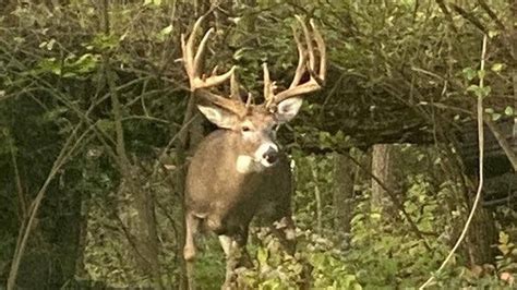 Hunter Charged After Lying About Killing Deer Officials Say