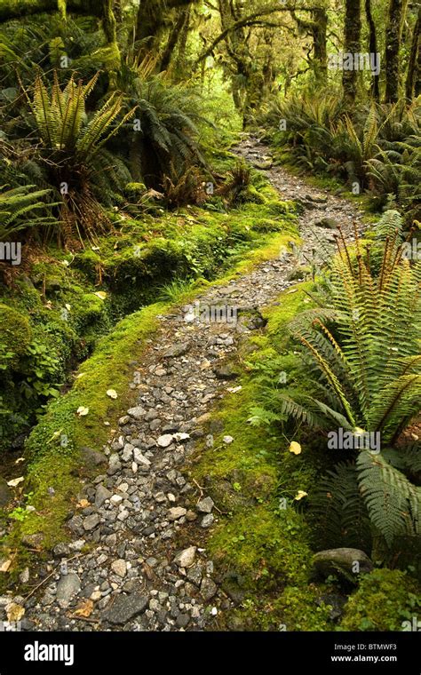 Stone Path Through Dense Ancient New Zealand Forest Stock Photo Alamy