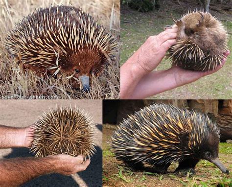 Echidna: The Spiny Anteater - Save Our Green