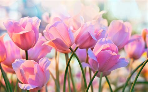 Download Wallpapers 4k Pink Tulips Bokeh Spring Pink Flowers Tulips Spring Flowers For