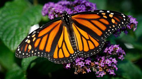 The Monarch Butterfly Population In California Has Plummeted 86 In One