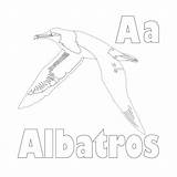 Albatross Coloring Printable Coloringbay sketch template
