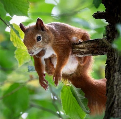 Pin By Роман Корольков On Белочки Funny Squirrel Pictures Cute