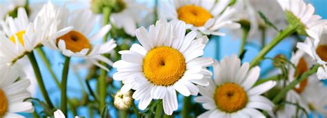 National Daisy Day January 28th Days Of The Year