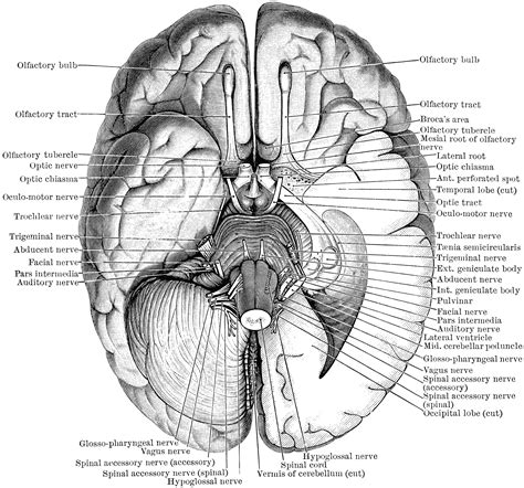 Areas Of The Human Brain