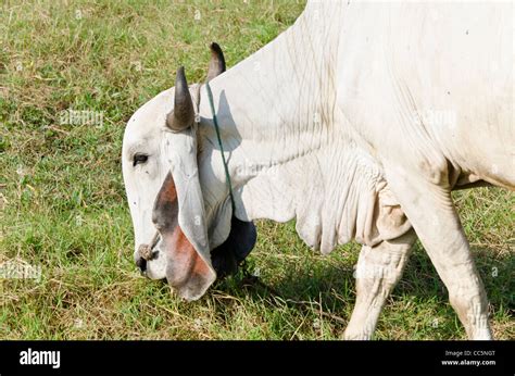 A Large White Brahman Cow With Curved Horns And Large Floppy Ears Stock