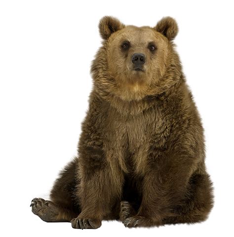 brown bear png png image collection