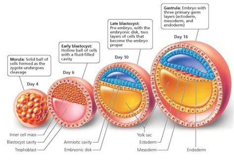 Morula Blastocyst And Gastrula Diagram Quizlet