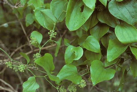 Most of these species are woody, climbing vines armed with sharp spines or prickles. Smilax tamnoides (Bristly Greenbrier): Minnesota Wildflowers