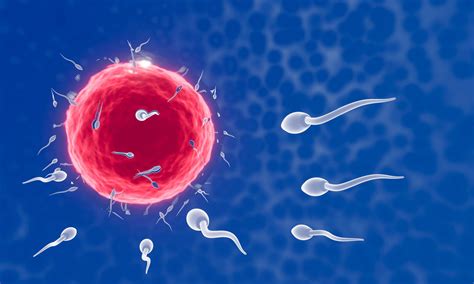 The Sperm Is Directed Towards The Egg To Do Human Mating A Pre Fertilization Model Between An