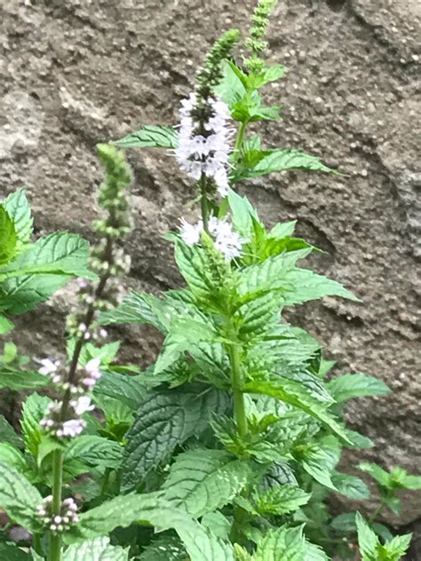 Wild mint? Any thoughts on using the plant or flowers for mead? : mead