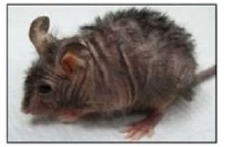 Androgenetic alopecia is generally caused by this hair loss type that affects both men and women, is a condition that is associated with aging. New study in mouse model demonstrates method for reversing ...