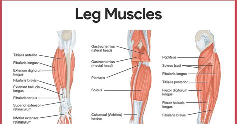 Leg Muscle Diagram Posterior Leg Muscles Diagram Quizlet The