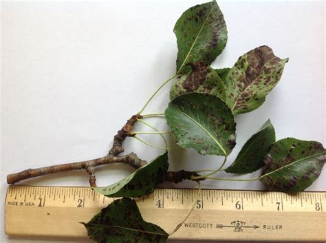 Maybe you would like to learn more about one of these? Luscious Pear - spots - PlantDOC
