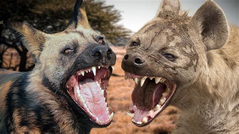 The Battle Between Wildcats And Hyenas Hyaenidae