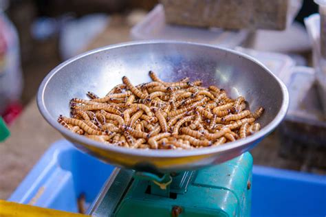 Maggots And Modern Medicine Why Theyre Making A Comeback Thrillist