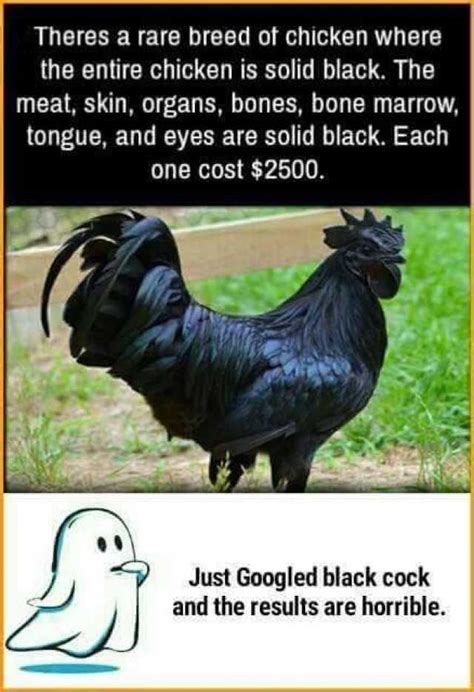 Black Cock Meme Telegraph