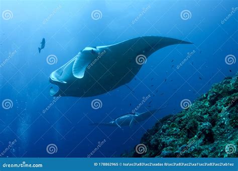 The Giant Oceanic Manta Ray Mobula Birostris Stock Image Image Of