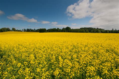 Free Images Yellow Flower Flowers Meadow Summer Blue Sky Views