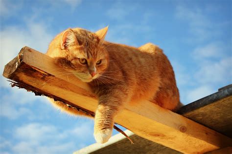 Orange Tabby Cat On Brown Wood Plank Lying Hd Wallpaper Wallpaper Flare