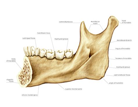 Mandible Greeting Card For Sale By Asklepios Medical Atlas