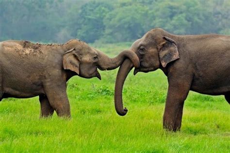 Elephant Lifespan How Long Do Elephants Live