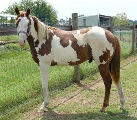 Pinto Horse Profile Cavalus